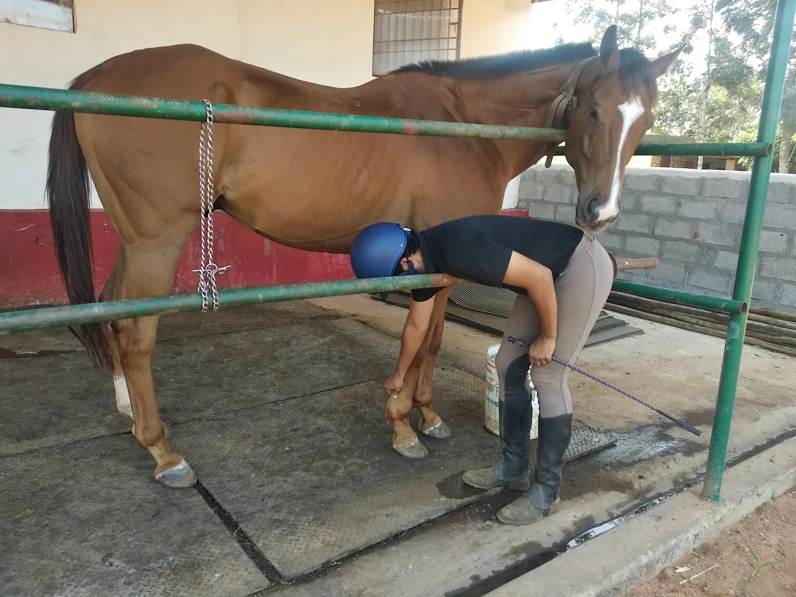 Horse Riding | School | Kings | Equestrian | Camp | Therapy | Ranch | Academy | Club | Foundation | Rescue | Stable photo 1