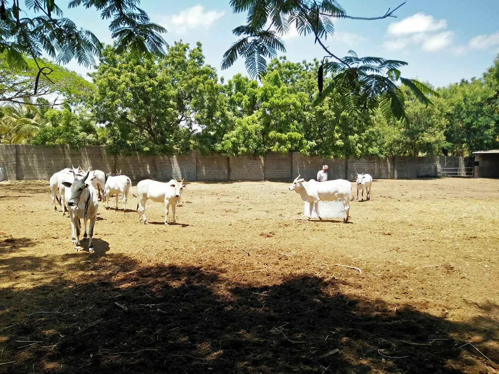 Lakshmi Mills Horse Farm — Other Sports in Kovaipudur, Coimbatore