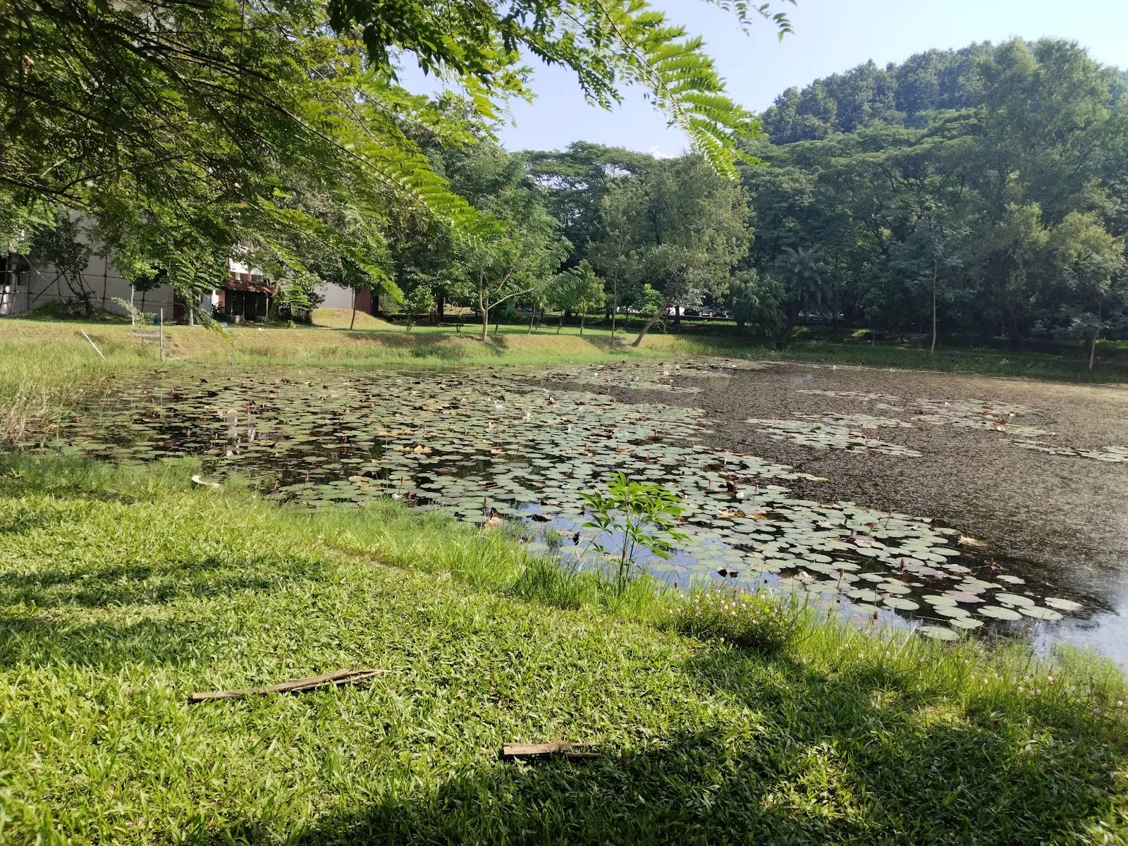 Lake of Introspection