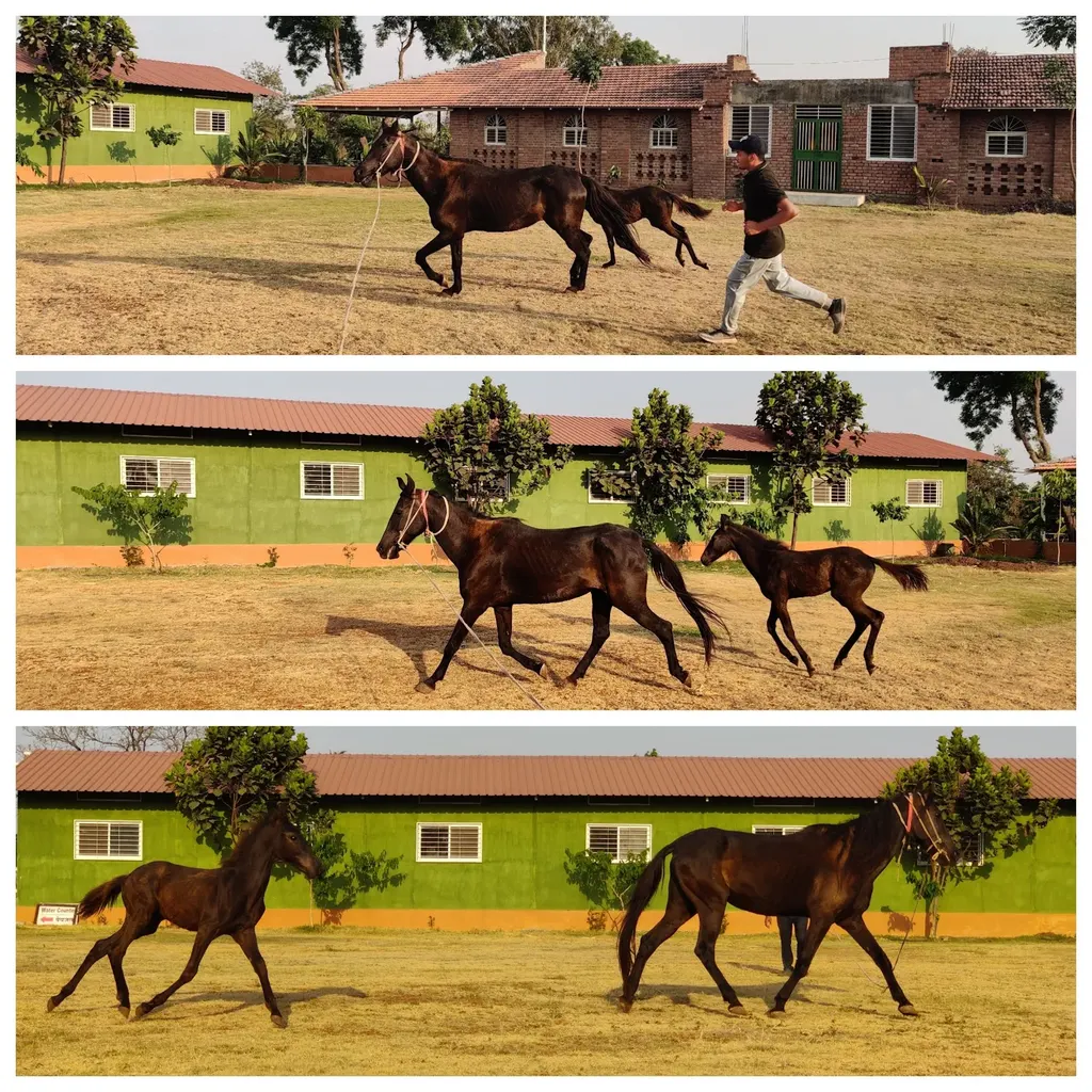 Huzur-Paga Horse Riding Academy by Harshal Sukdeo Ushir — Gym & Fitness in Matori