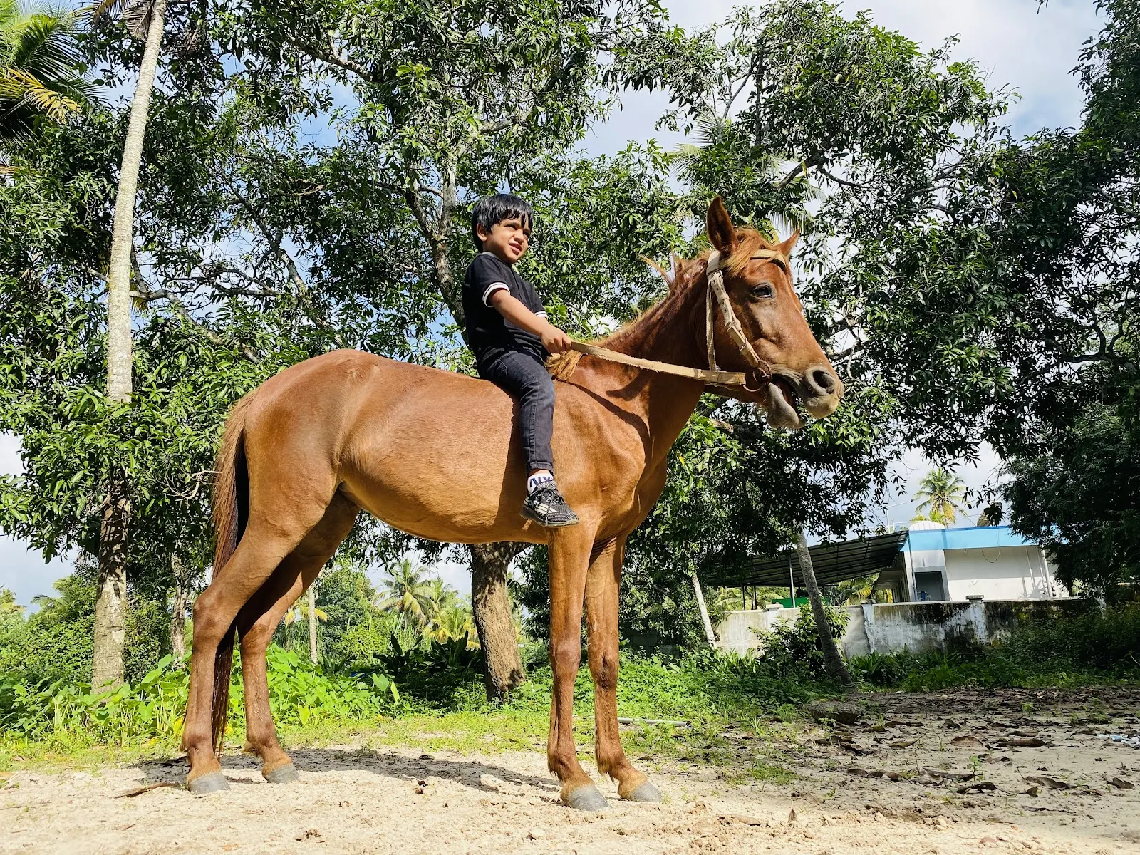 VINTAGE HORSE RIDING CLUB — Other Sports in Thamaravattom, Kochi