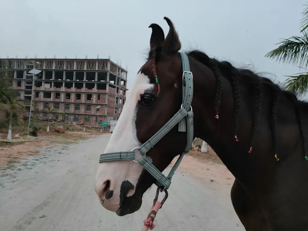 USTM Horse Riding Club — Horse Riding in Railway Colony
