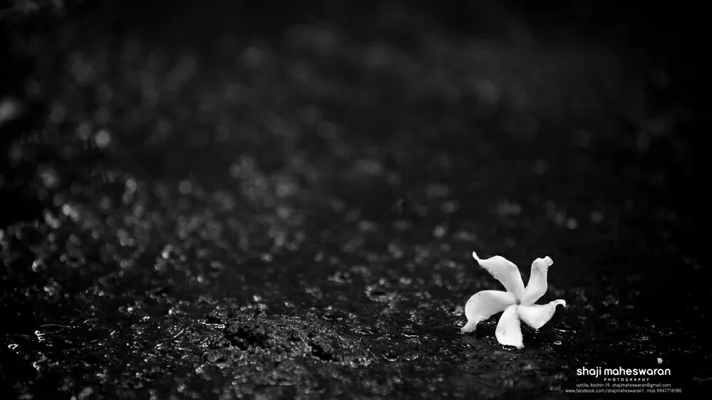 **"Shaji Maheswaran Photography — Photography in Vyttila, Kochi