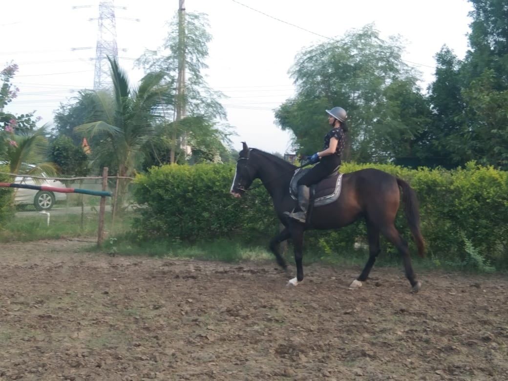 Gaylord equestrian centre — Horse Riding in Gorwa, Vadodara