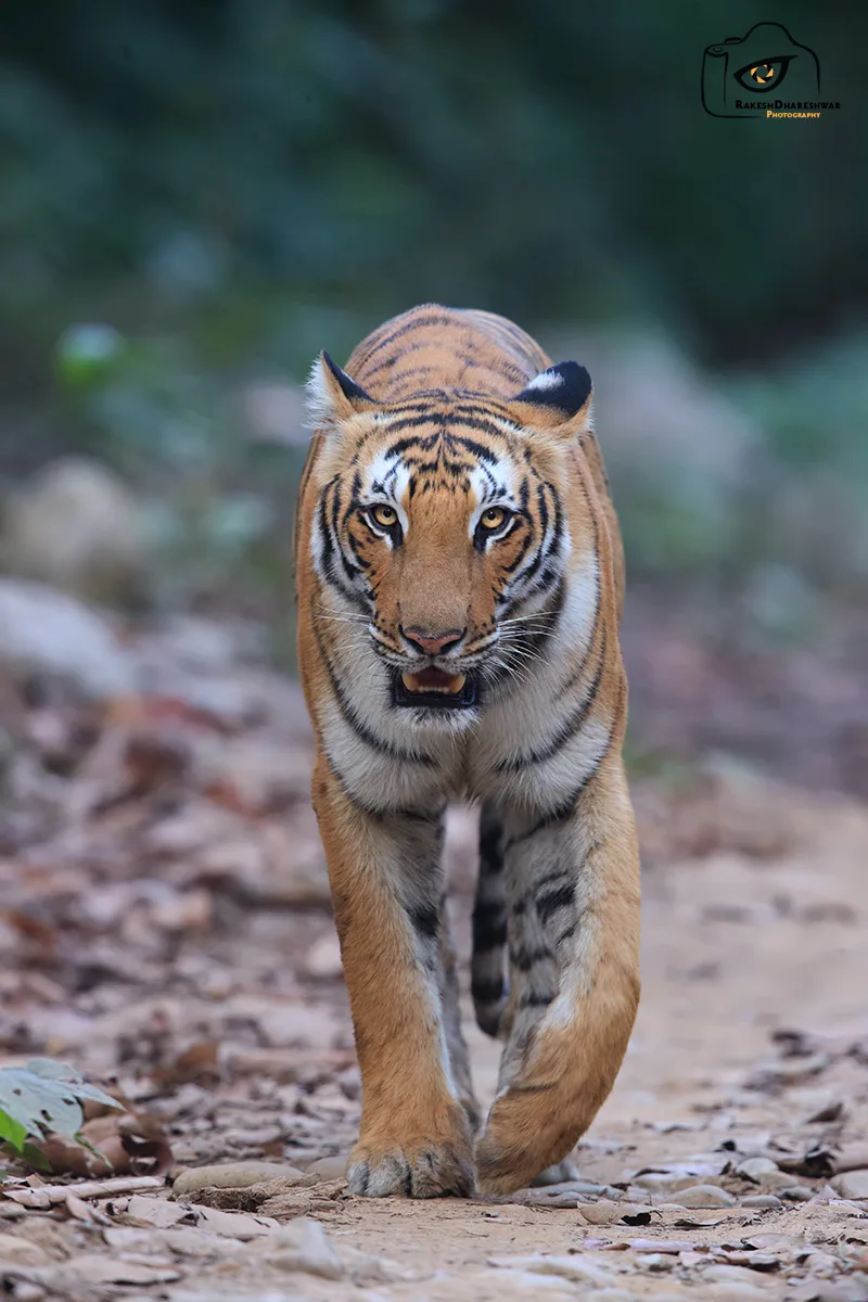 Rakesh Dhareshwar Photography — Photography in Hill City, Goa
