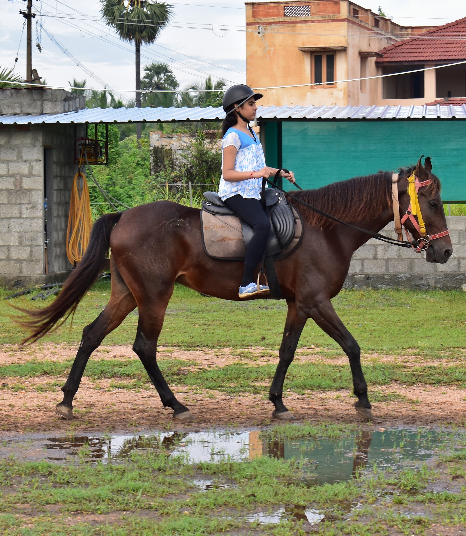 Nila Horse Riding Academy — Horse Riding in Thamaravattom, Kochi