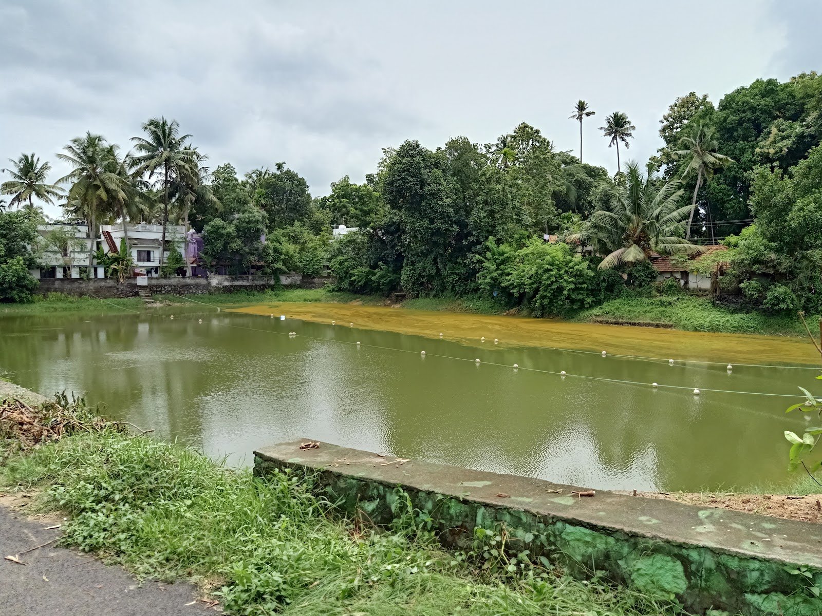 Kacherikkulam — Swimming in Perumpadappu, Kochi