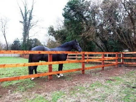 Pegasus Riding Club photo 1