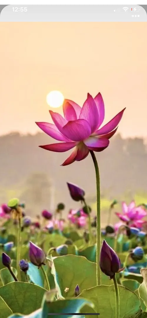 Yoga Home class — Yoga in Sector 86