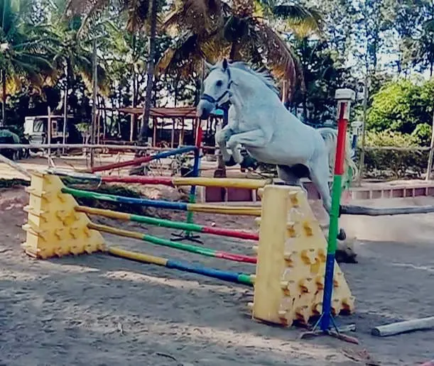 Bangalore Horse Riding School — Horse Riding in Yelahanka