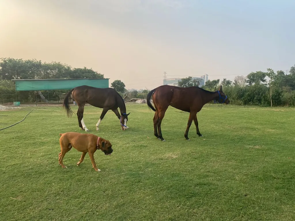 Arwa Stables — Horse Riding in Sector 25-34