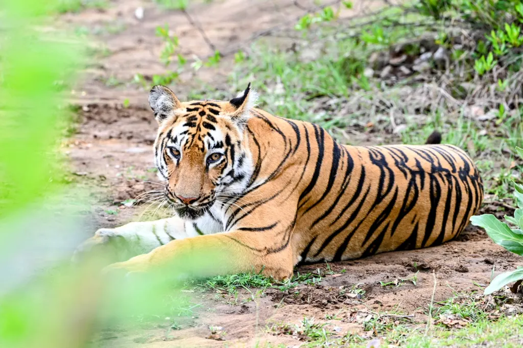 Catman Kronicles — Photography in Nagarbhavi