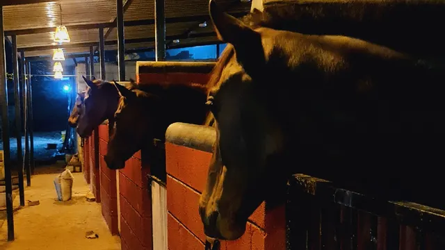Zippy Equestrian Center — Horse Riding in JP Nagar