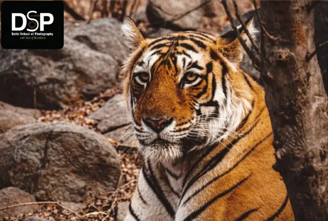 Diploma in Photography | Delhi School of Photography Pvt Ltd — Photography in Tilak Nagar