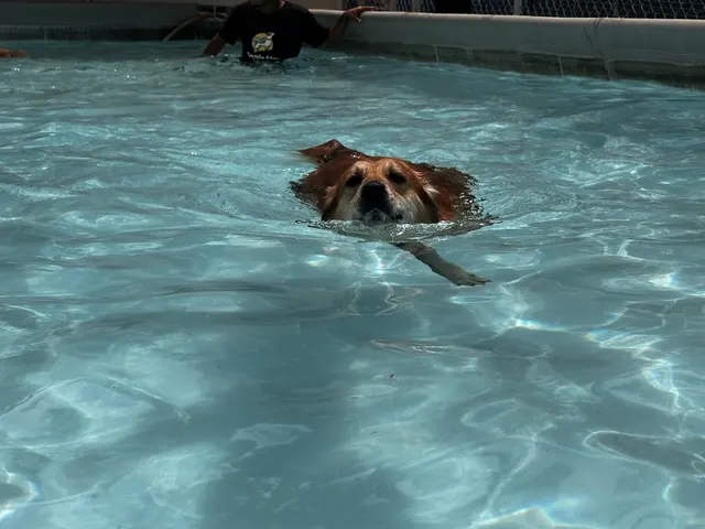 DogNation — Swimming in Devarai