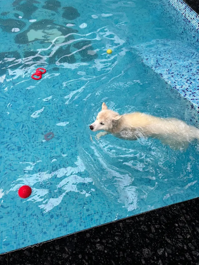 K-9 Paws - "The Aqua Retreat" photo 1