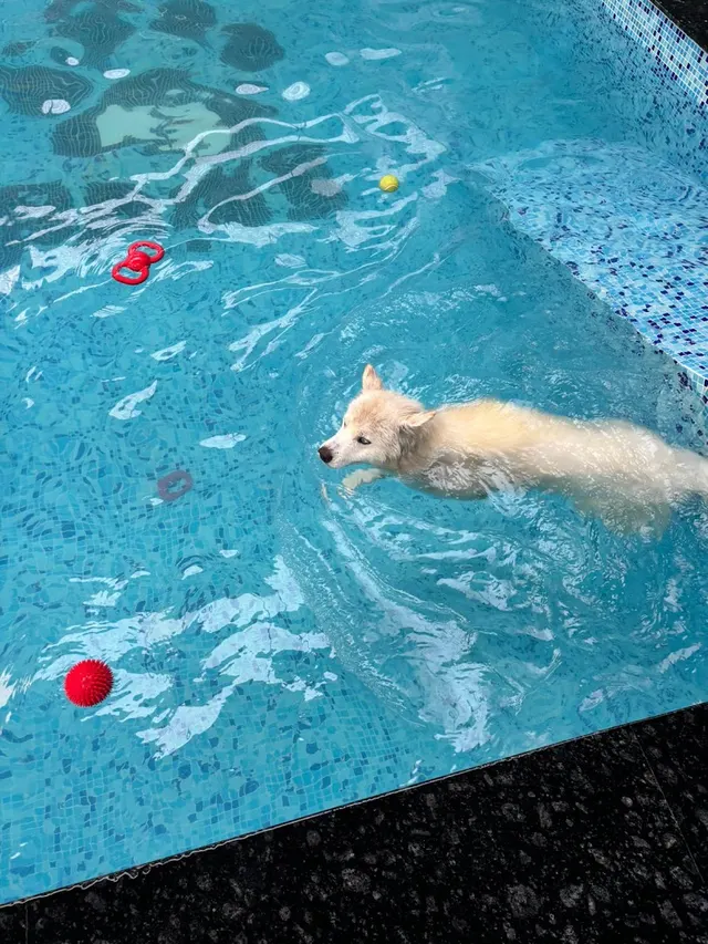 K-9 Paws - "The Aqua Retreat" — Swimming in Hulimavu