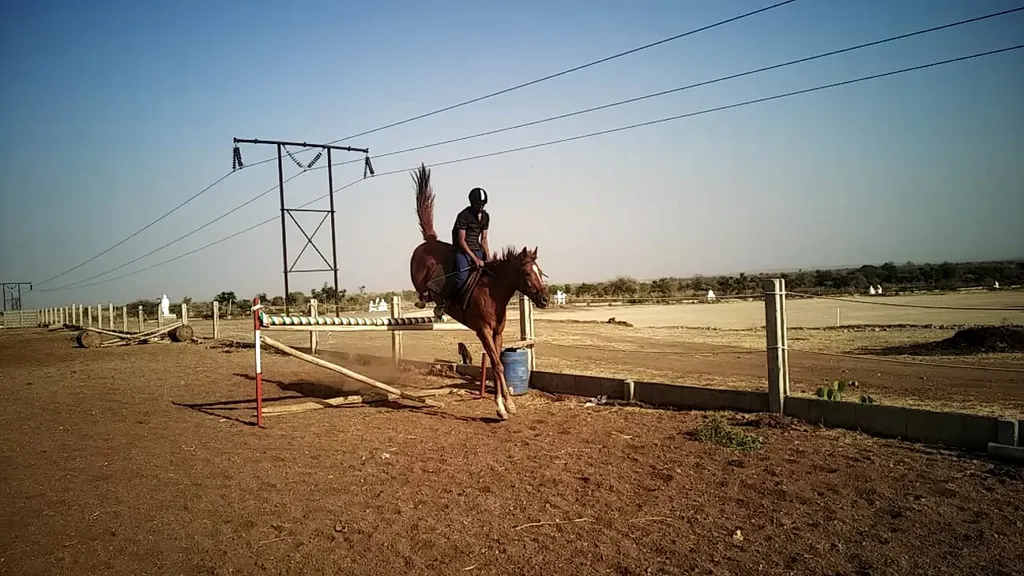 Aravali Horse Riding Club — Horse Riding in Bhondsi