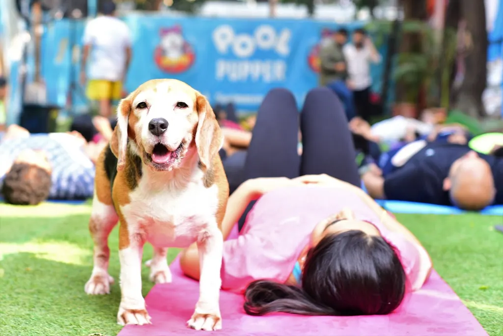 Dog Yoga — Yoga in Khar West