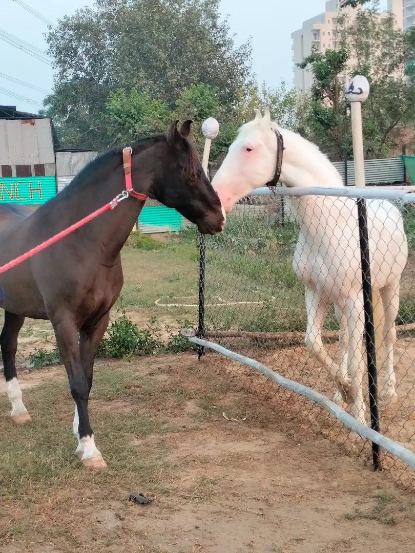 Friends Equine Ranch — Horse Riding in Sector 68