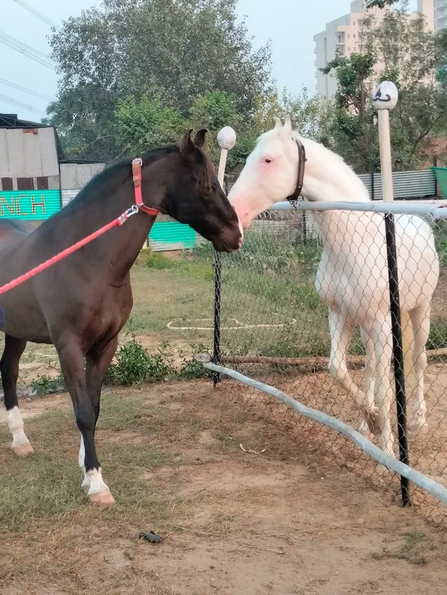 Friends Equine Ranch — Horse Riding in Sector 68
