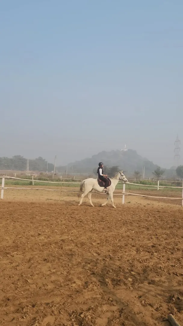 MS Horse Riding Club — Horse Riding in Sohna Road