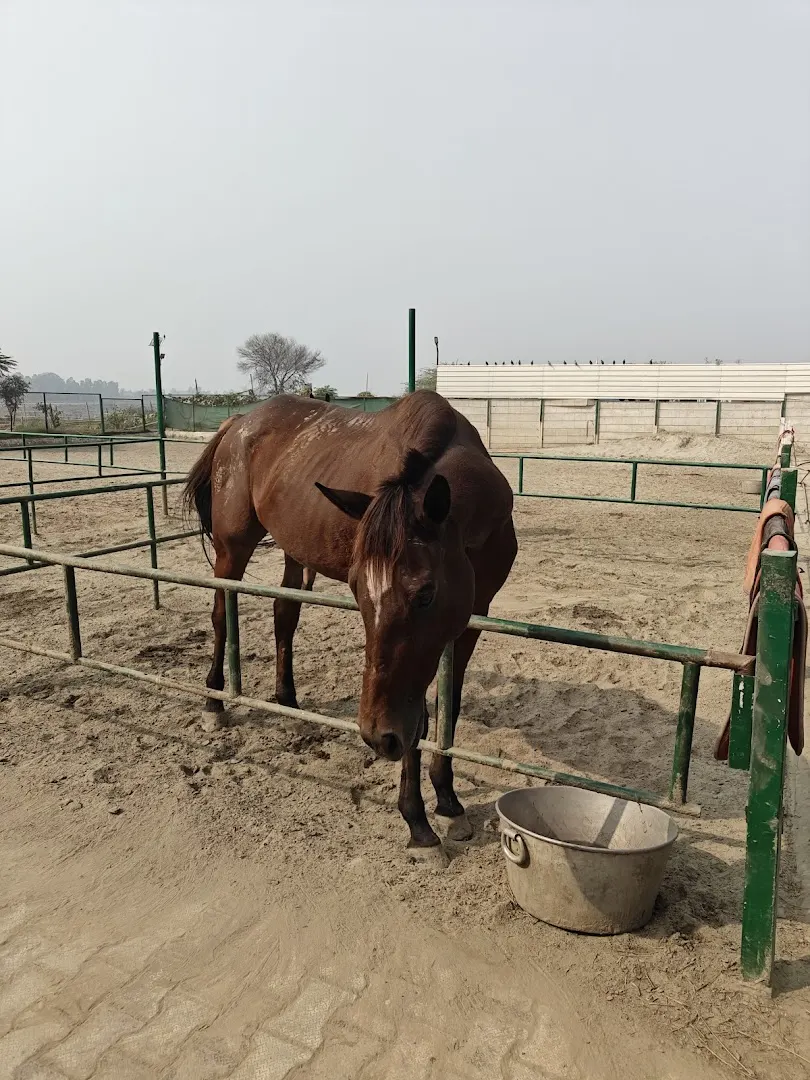 Noida Horse Riding Club(NHRC) — Horse Riding in Sector 131