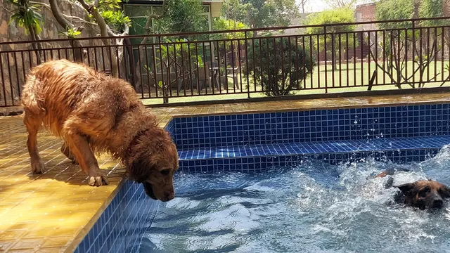 Pet Lovers Hut — Swimming in Fatehpur Beri