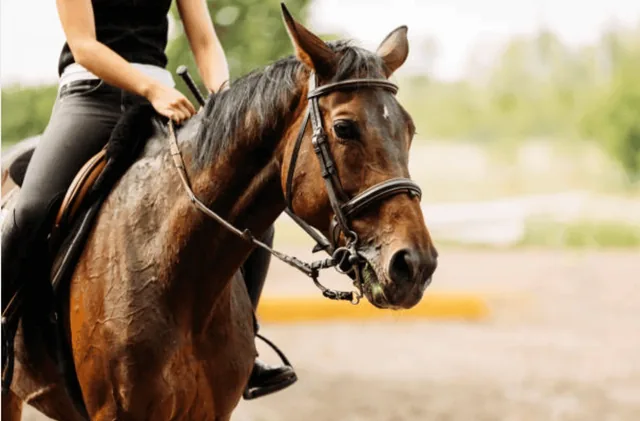 Horse Riding