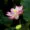 Yoga Vidya Pranic Healing Foundation of Maharashtra — Yoga in Chembur, Mumbai