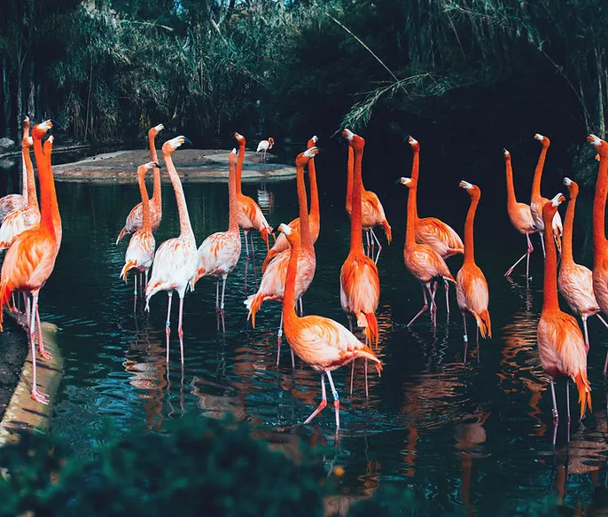Flamingo Jiu-Jitsu photo 1
