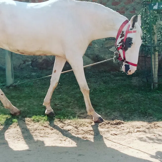Horse riding school — Horse Riding in Kanakpura