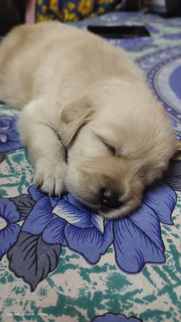 Happy Paws Pet Shop-A pet lover's paradise