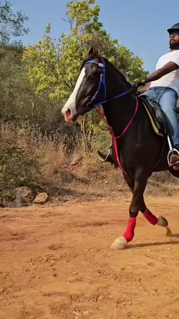 Horse Riding Club — Horse Riding in Hadapsar