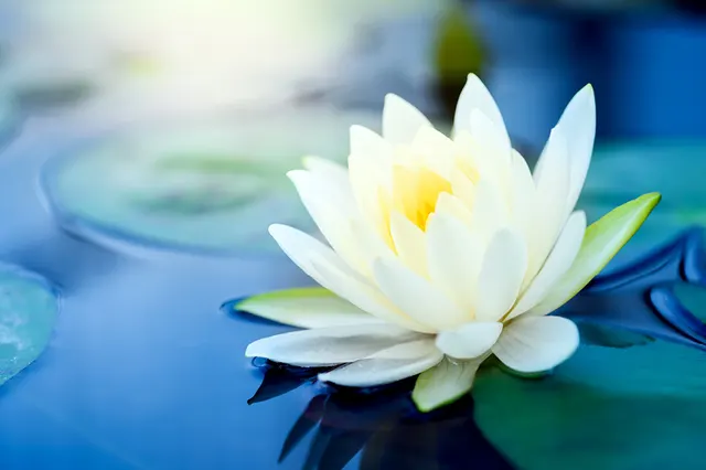 HARMONY — Yoga in Jadavpur